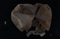 帝雉嗉囊藏品圖，第1張